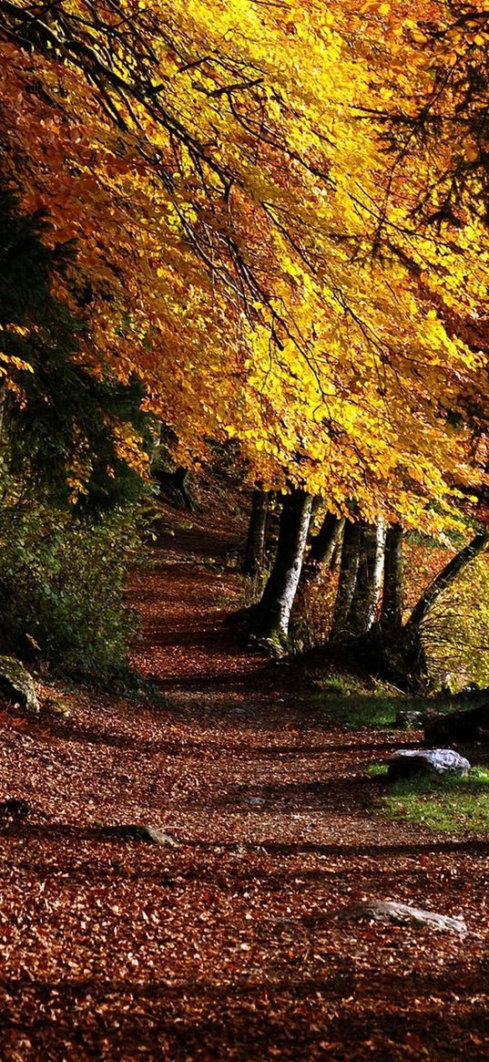 park, footpath, forest, trees, leaves