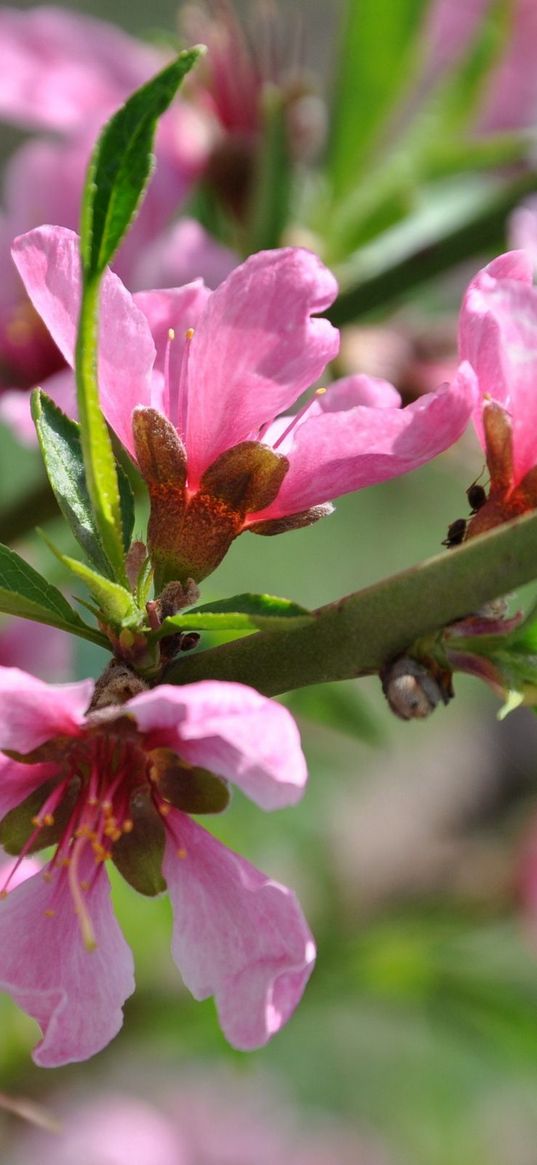 spring, blossom, branch, tree, peaches