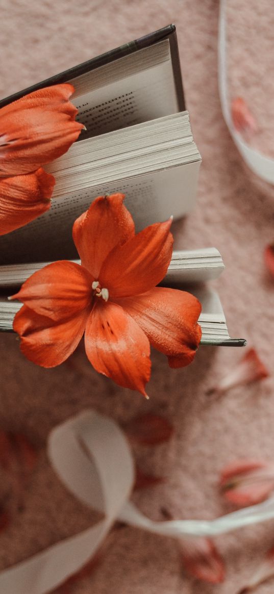 flowers, book, petals, ribbon, plaid, decor