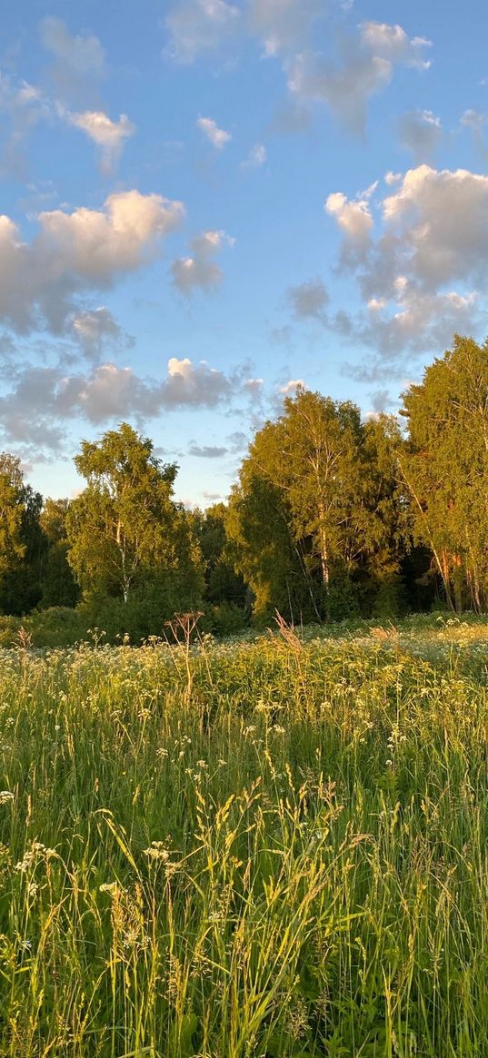 wildflowers, field, trees, forest, clouds, blue sky, summer, nature