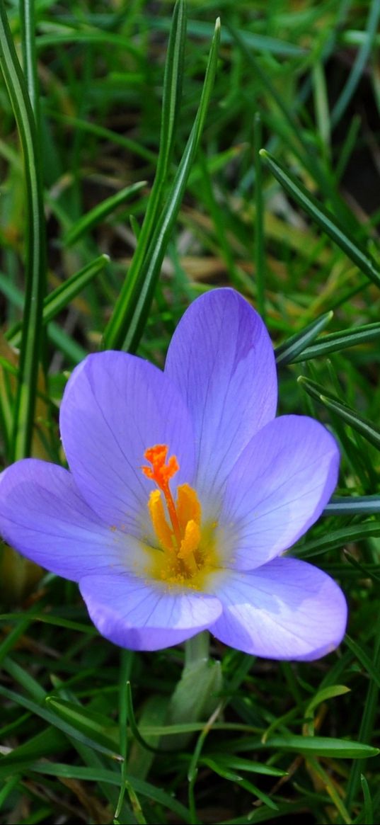 crocuses, flowers, grass