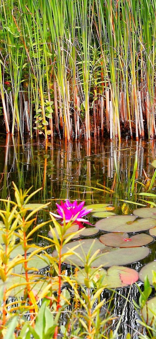 lilies, grass, swamp, summer