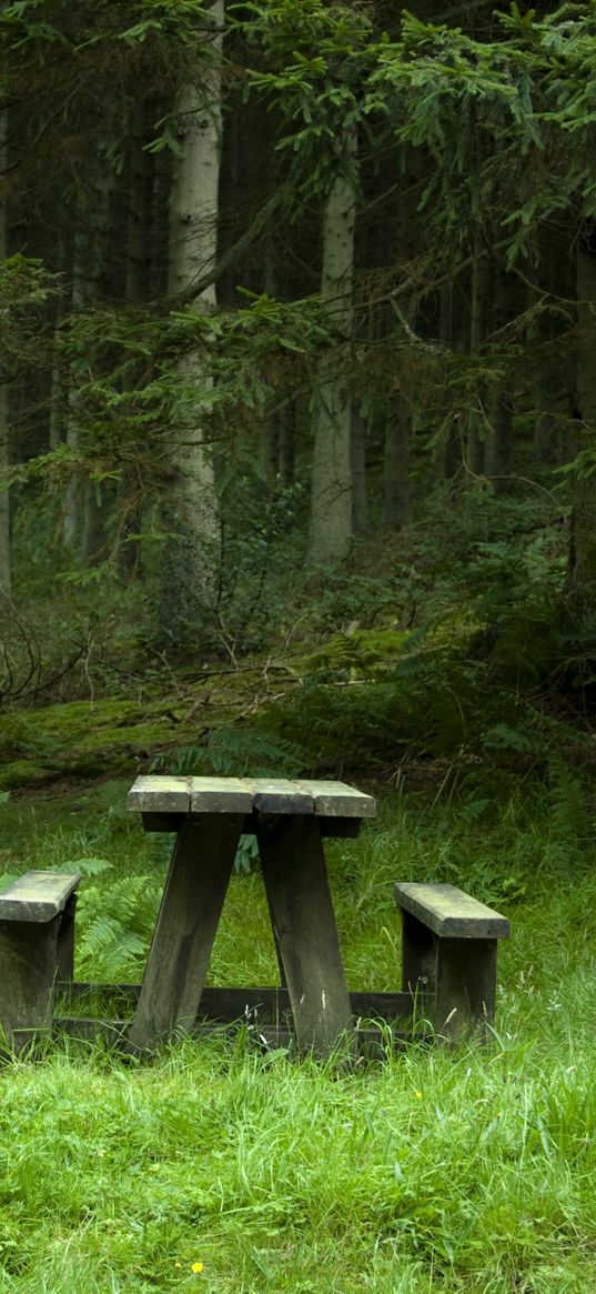 forest, meadow, benches, table, landscape