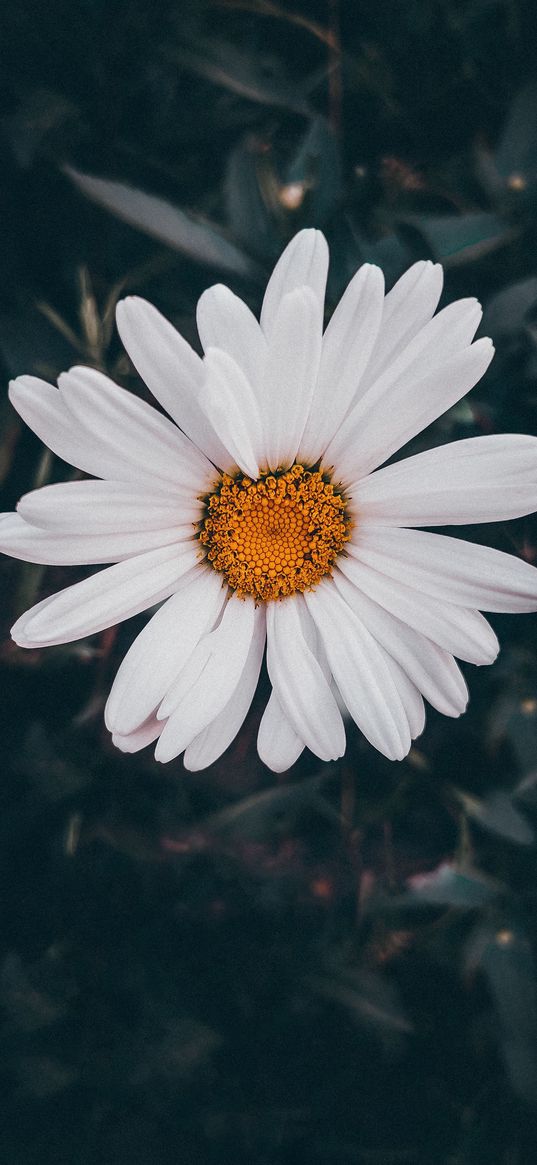 chamomile, flower, dark, white