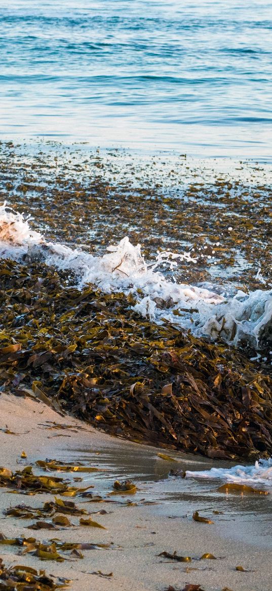 sea, foam, seaweed, landscape