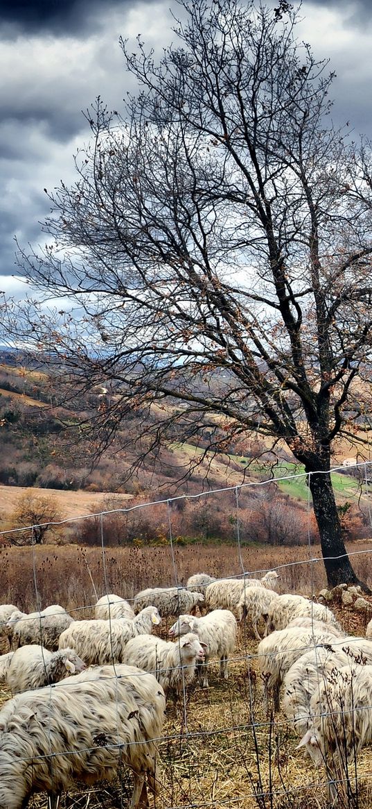 autumn, trees, pasture, sheep, herd