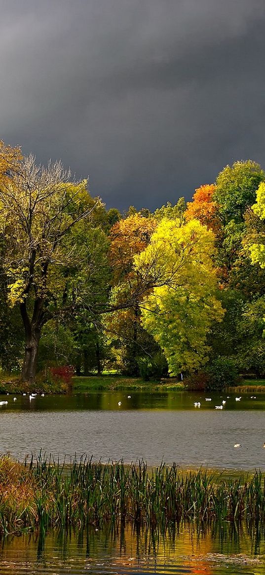 autumn, clouds, pond, seagulls, landscape