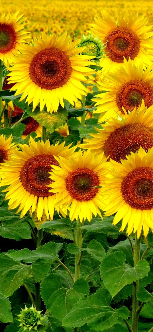 field, sunflowers, landscape