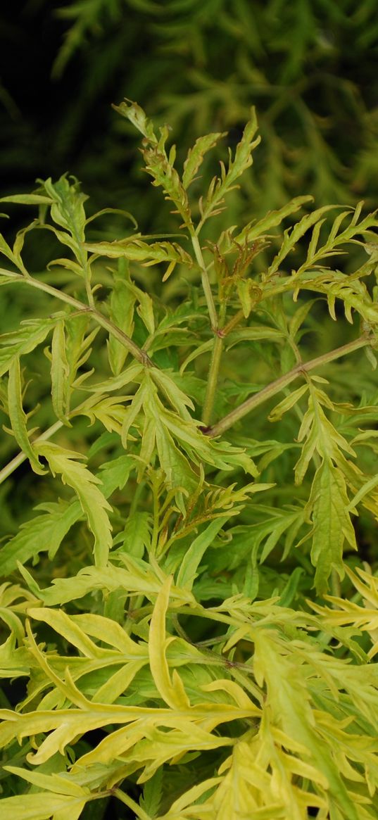 plant, leaves, flora