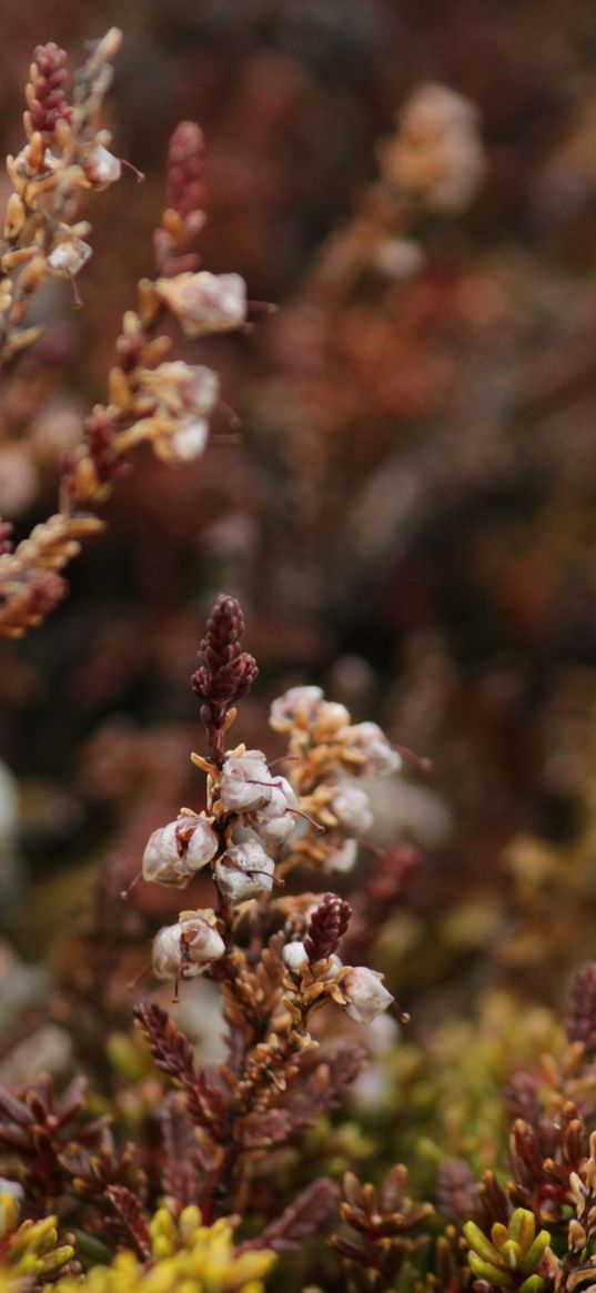 plants, flora, close-up