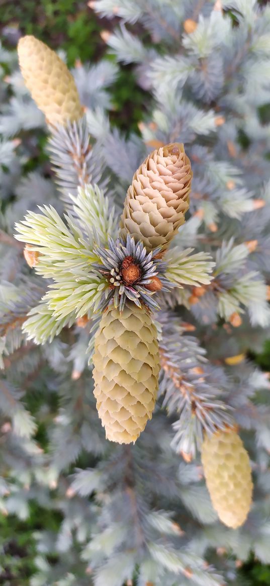 needles, cones, branches, tree