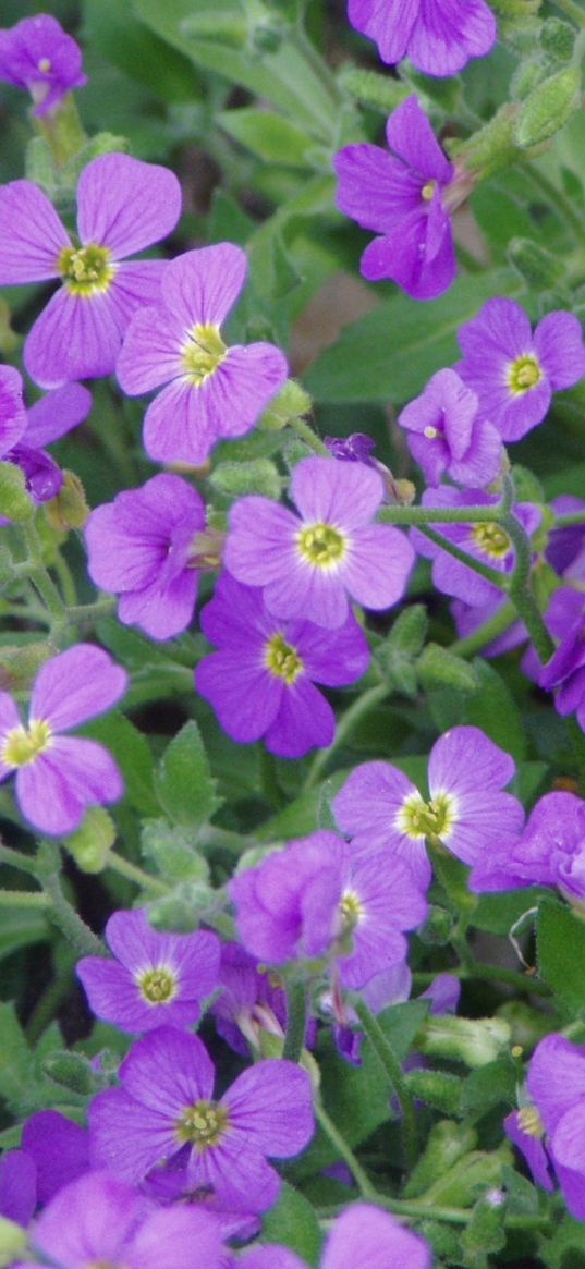 flowers, leaves, flora