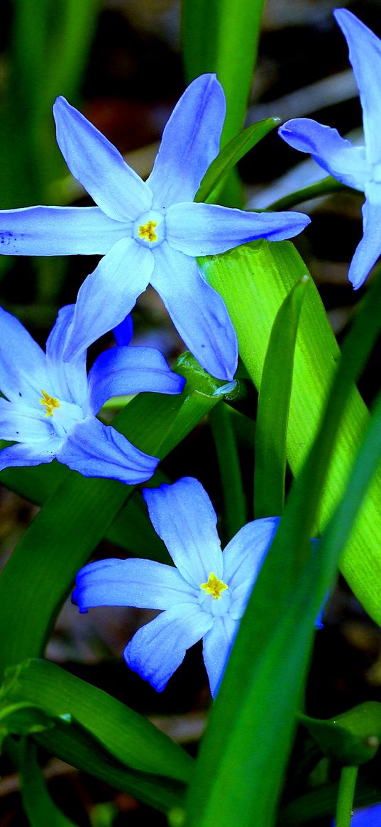 flowers, grass, flora