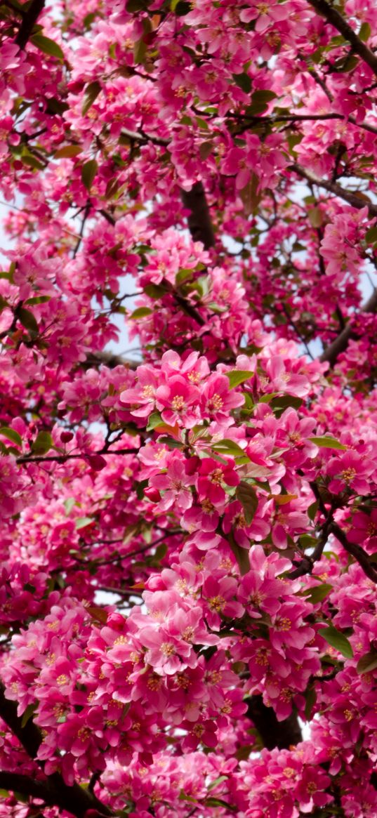 flowers, twigs, branches