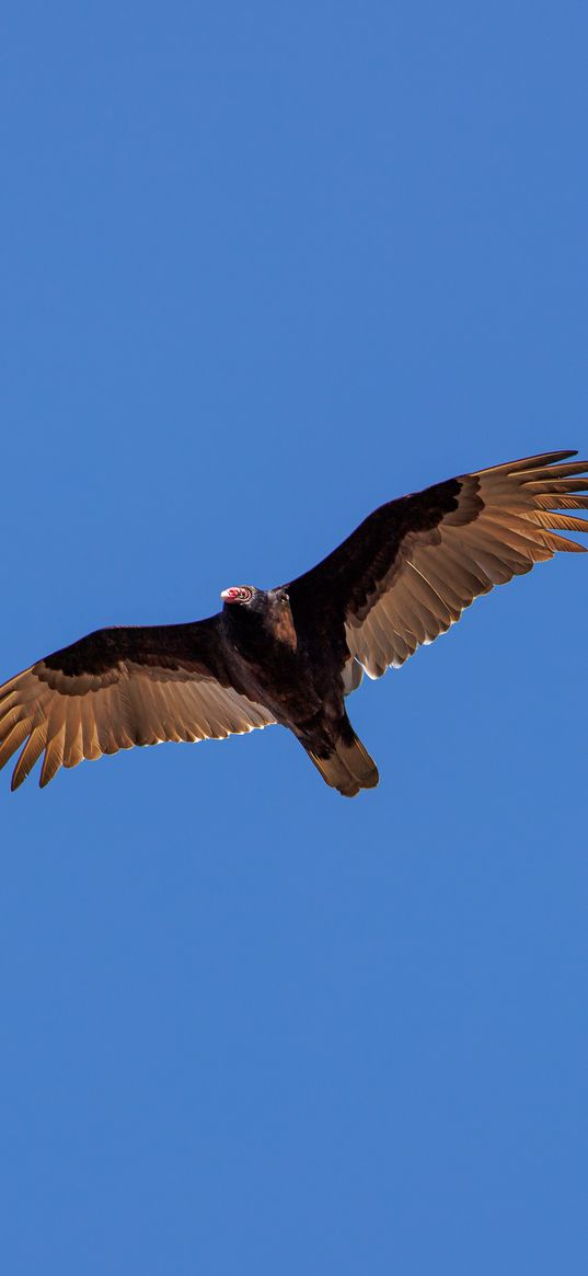 vulture, bird, wings, sky, flight