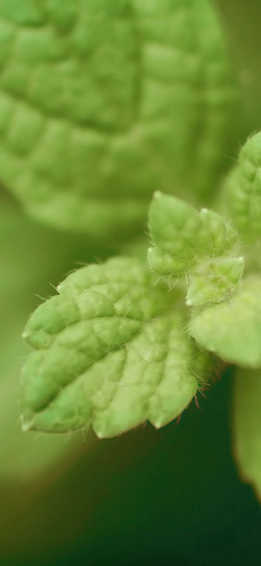 mint, green, leaves, beautifully