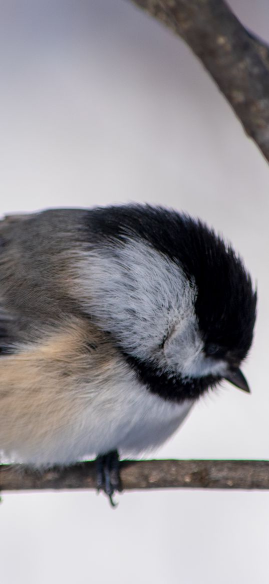 chickadee, branch, wildlife, blur, bird