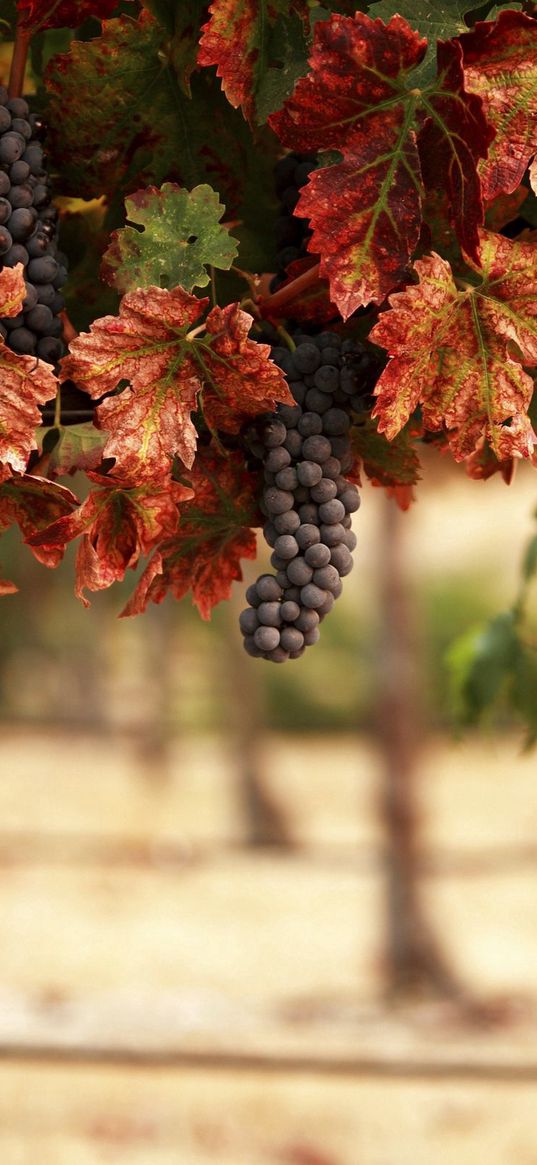 nature, leaves, blur, vineyard, grapes, landscape