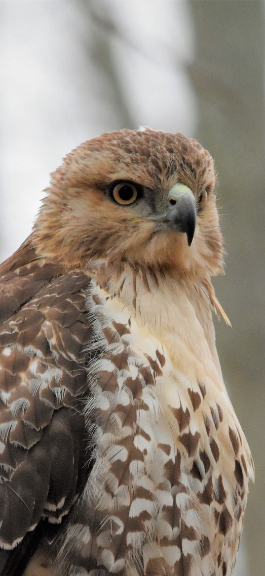 red-tailed hawk, hawk, bird, feathers, blur