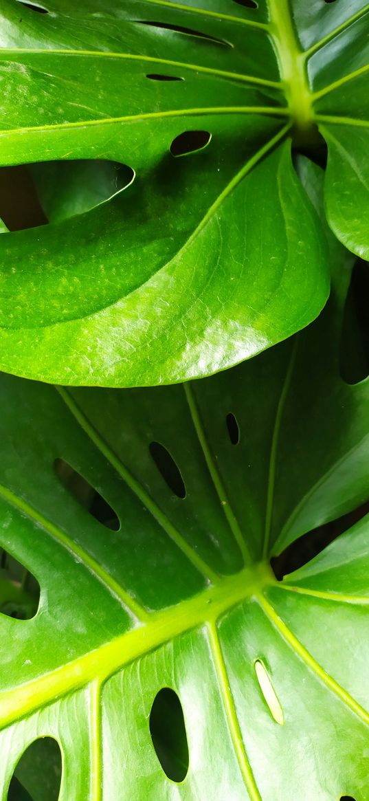 monstera, plant, leaves, green, macro