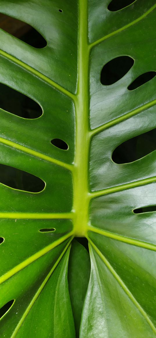 monstera, plant, leaf, green, holes