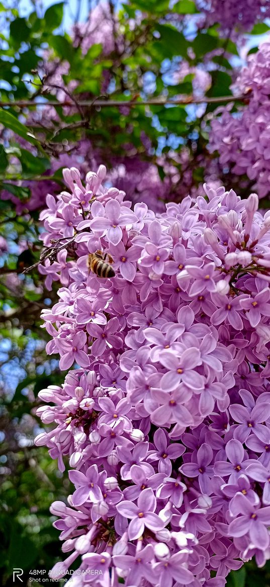 lilac, flowers, pink, bee, nature, spring