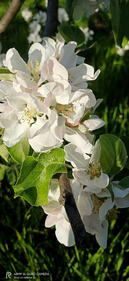 apple tree, tree, flowers, branch, spring