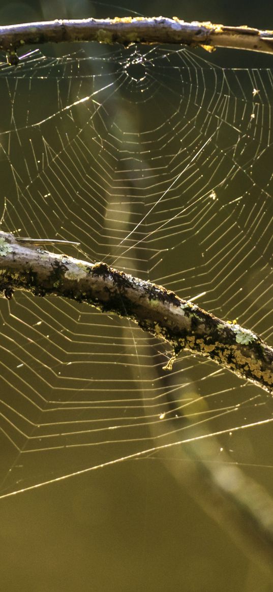 cobweb, branches, macro, blur