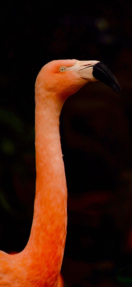 flamingo, beak, bird, pink, blur