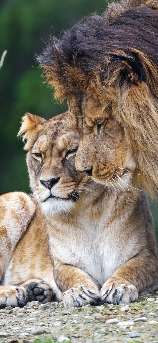 lion, lioness, predators, animals, tenderness