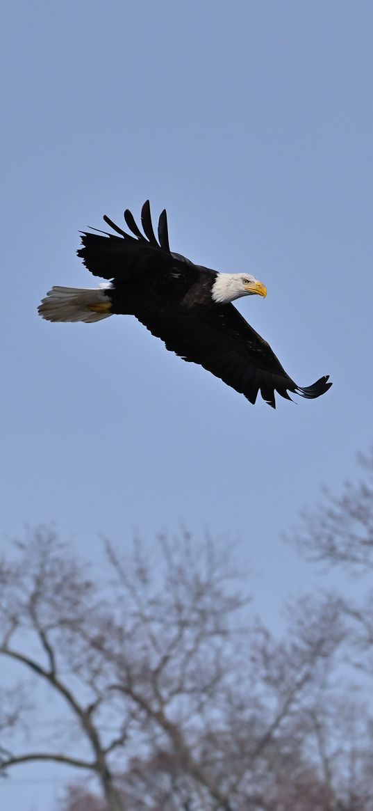 bald eagle, eagle, bird, sky, flight