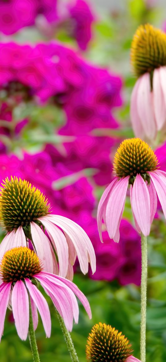 echinacea, petals, blur, flowers