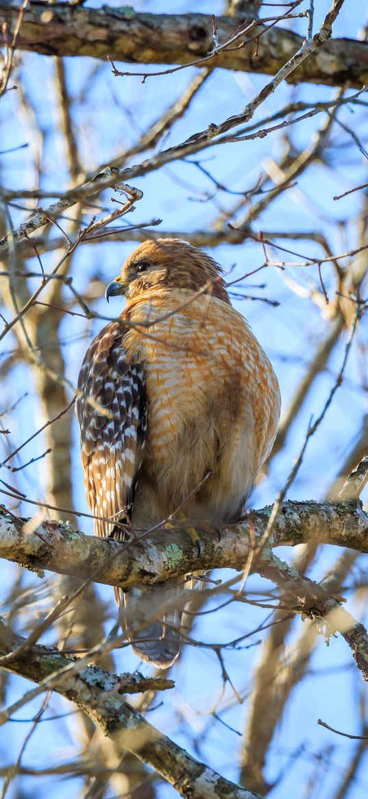 red-tailed buzzard, hawk, bird, feathers, tree, branches