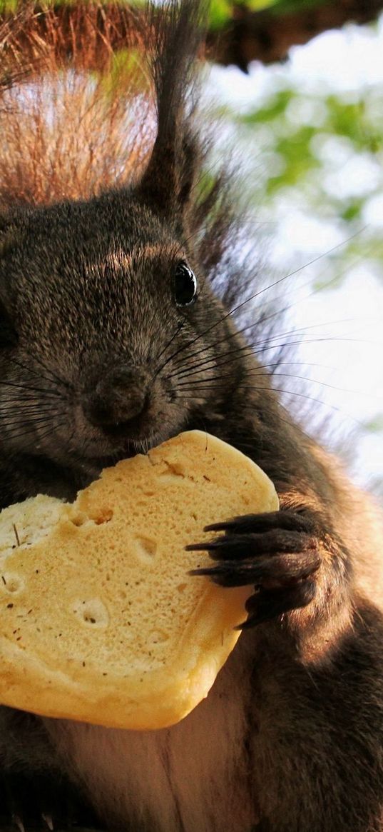 squirrel, cookies, food