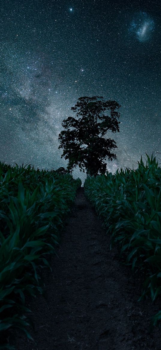 path, field, tree, starry sky, magellanic cloud, night, landscape