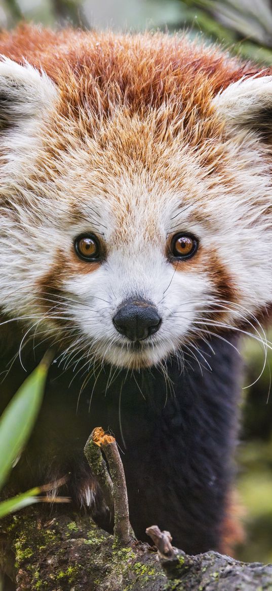 red panda, wildlife, animal, glance