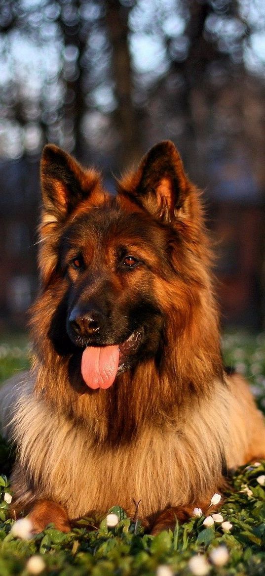 dog, grass, sit, protruding tongue