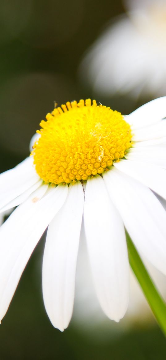 chamomile, petals, flower, macro, pollen