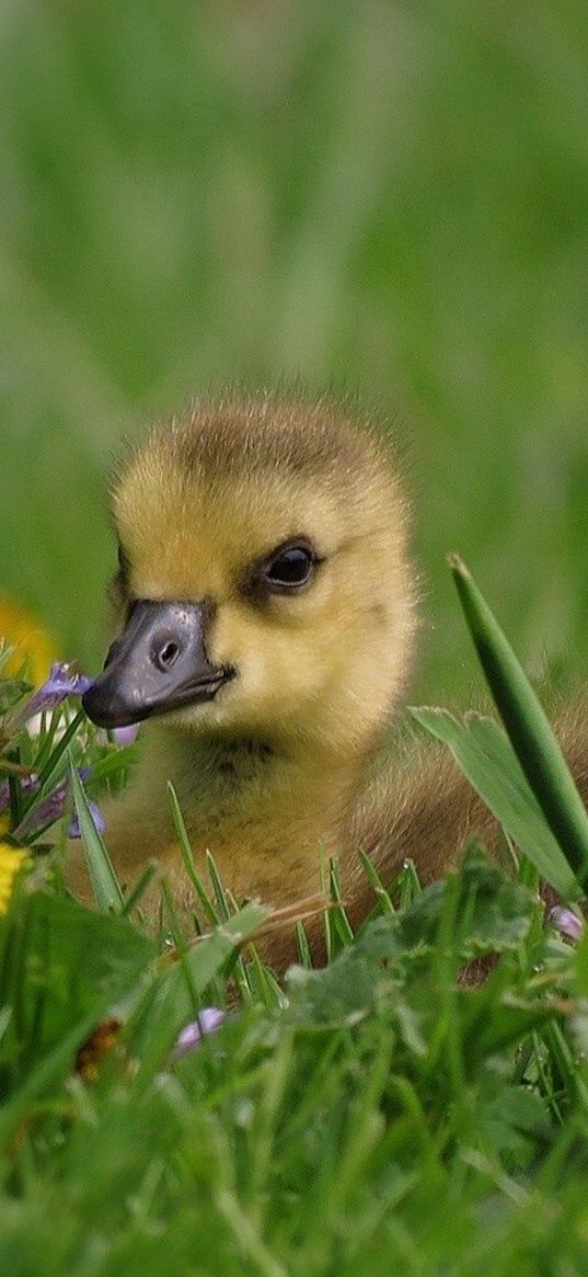 duckling, herbs, flowers, lie