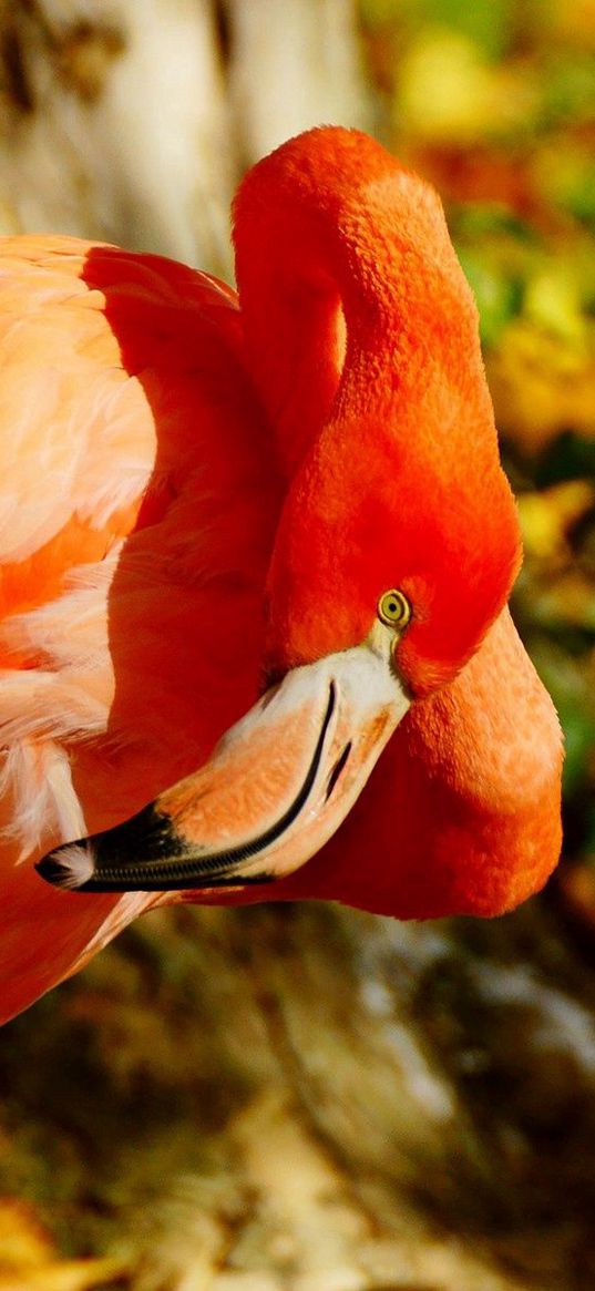 flamingos, beak, bird