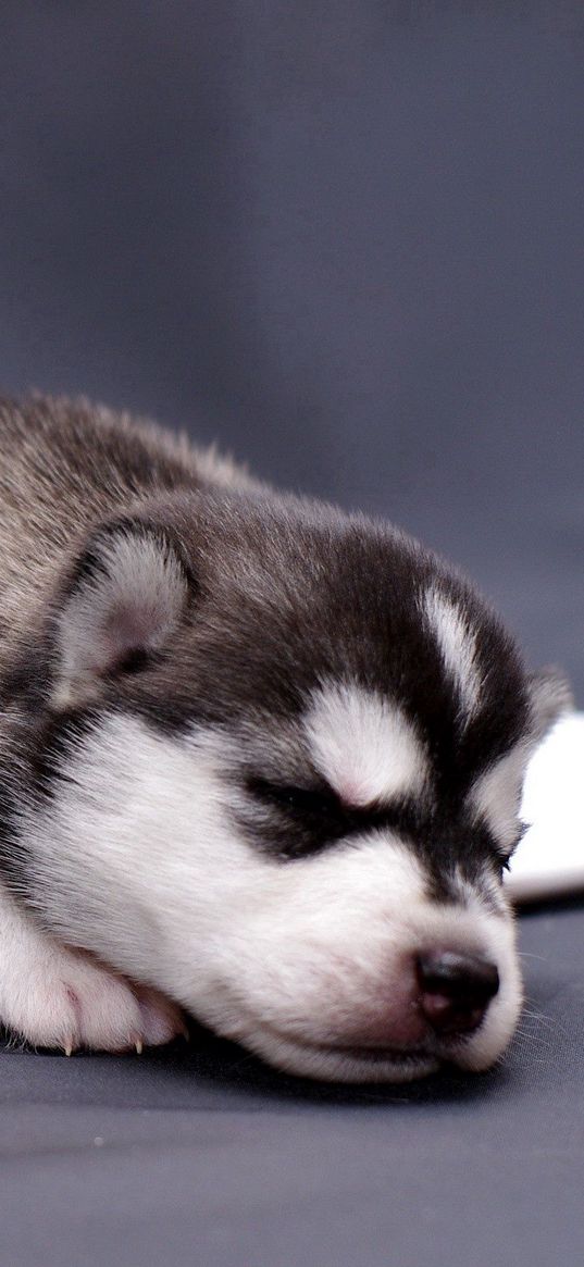 husky, puppy, lying