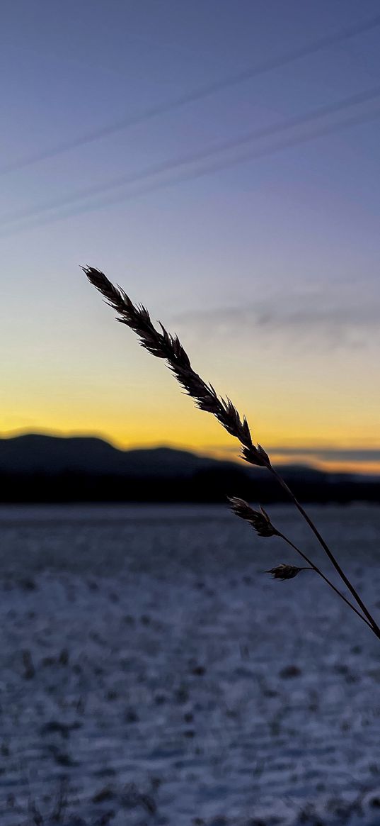 spikelet, earth, sky, sunset