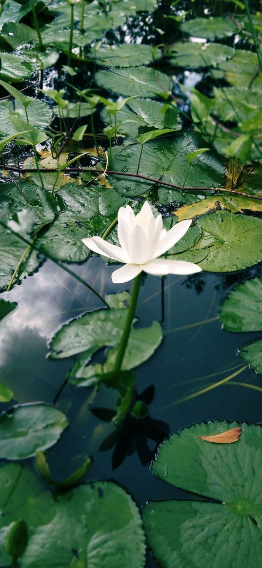 lotus, water lily, flower, lake, plant, nature