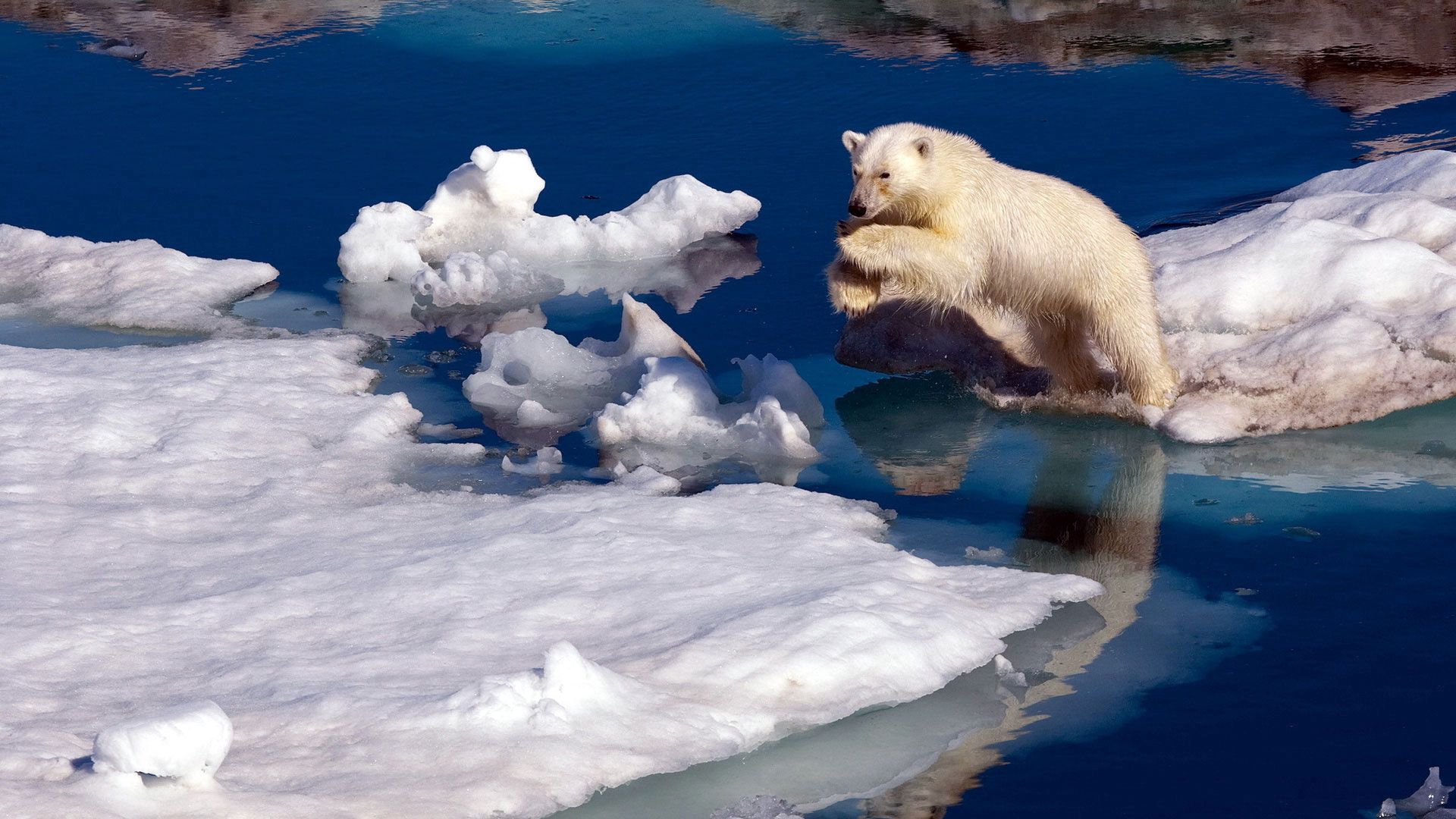 polar bear, snow, jump, water, ice