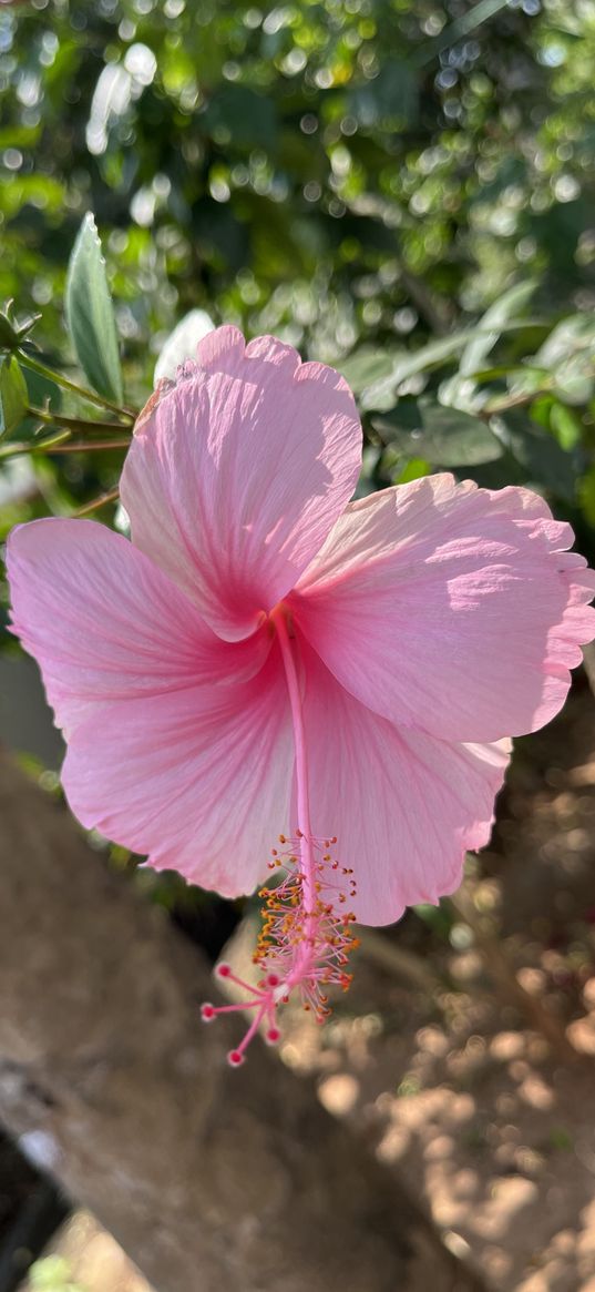 flower, pink, hibiscus, big