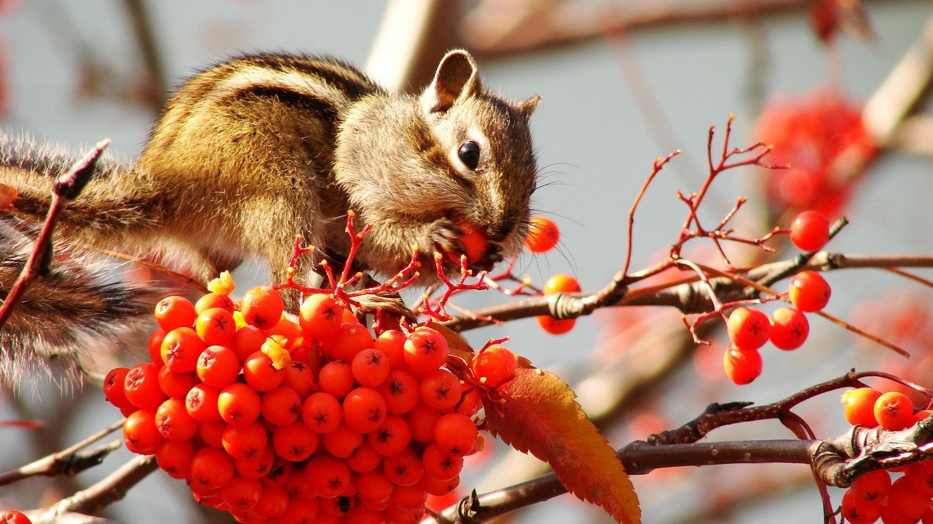 chipmunk, bunch, branches, berries, mountain ash, leaf