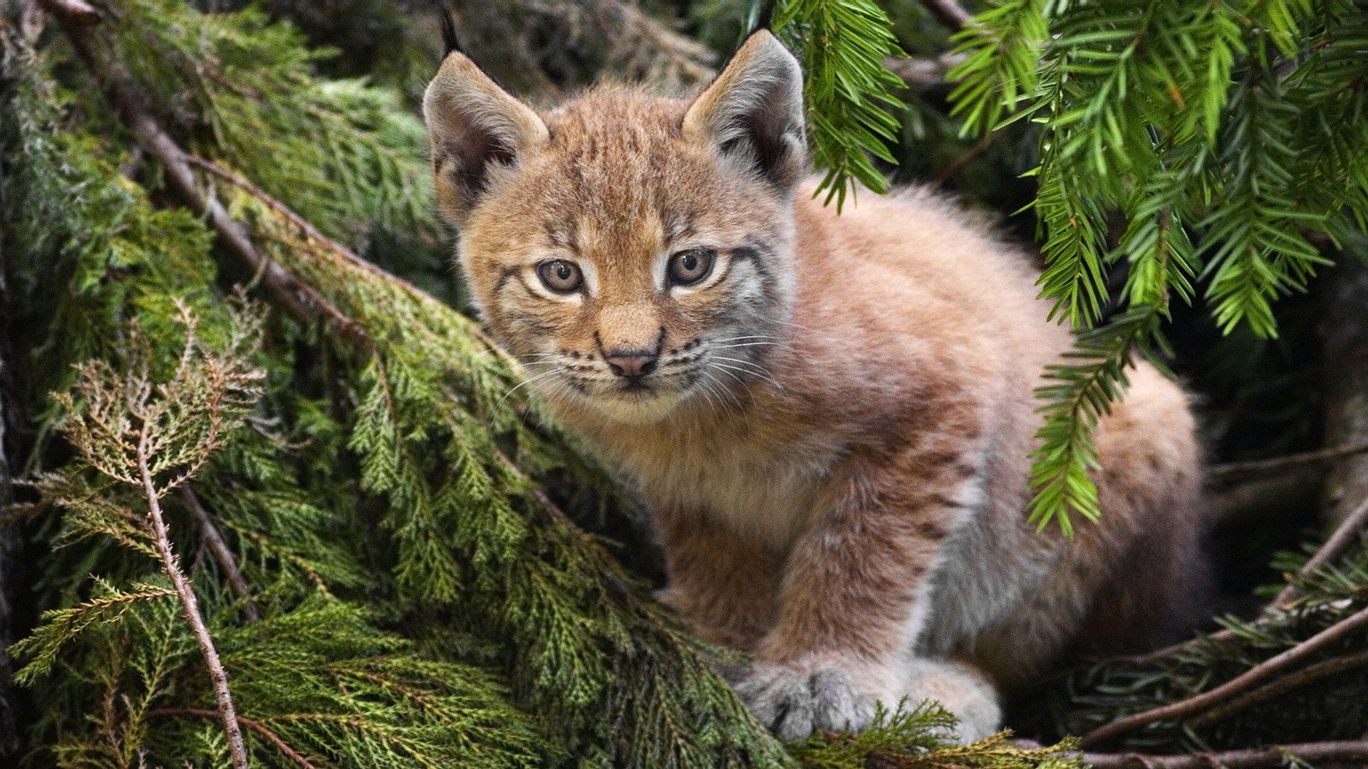 branches, spruce, pine needles, kitten, lynx