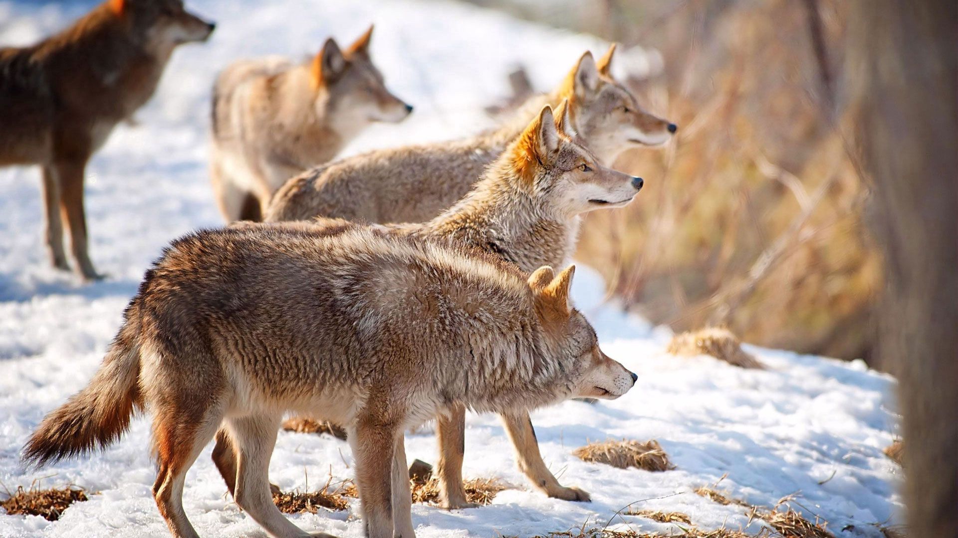 wolves, snow, flock, winter, hunting