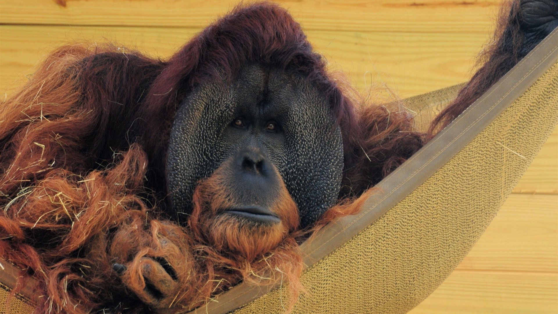 hammock, wall, wool, orangutan, straw