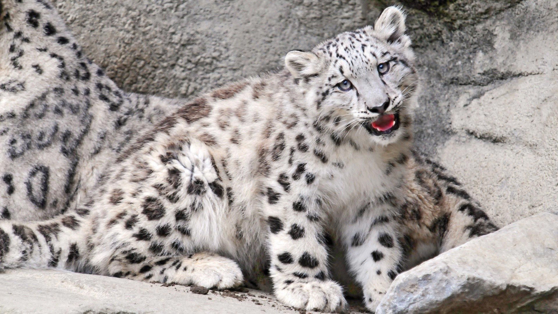 baby, ounce, mouth, rocks, snow leopard